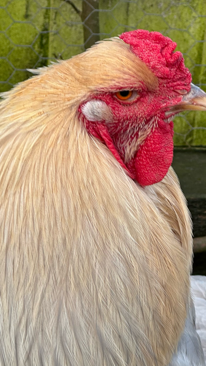 Giant Brahma Hatching eggs Fertility guarantee ! 10