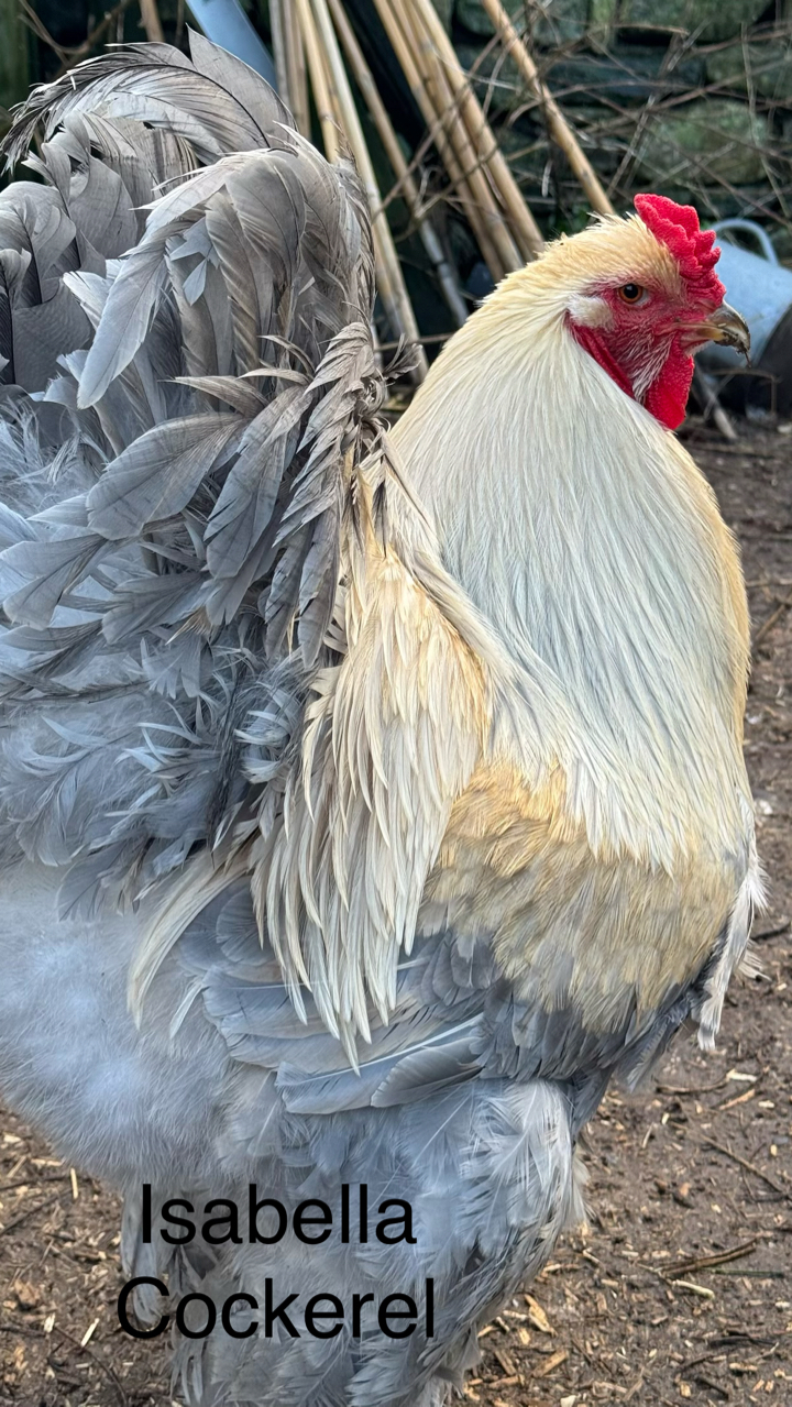 Show quality Brahma hatching eggs x12