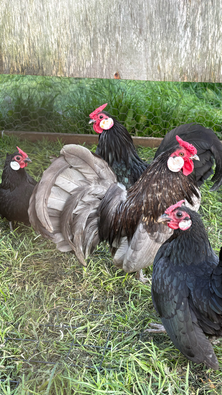 6 black/blue rosecombe bantam hatching eggs.
