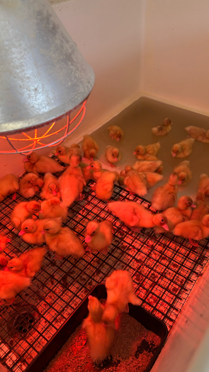 Young call duck pairs