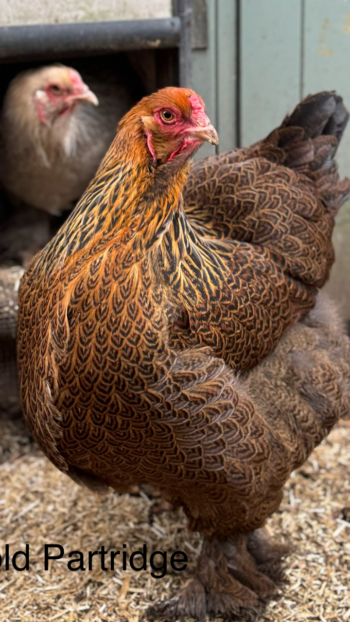 Show quality Brahma hatching eggs x12 4