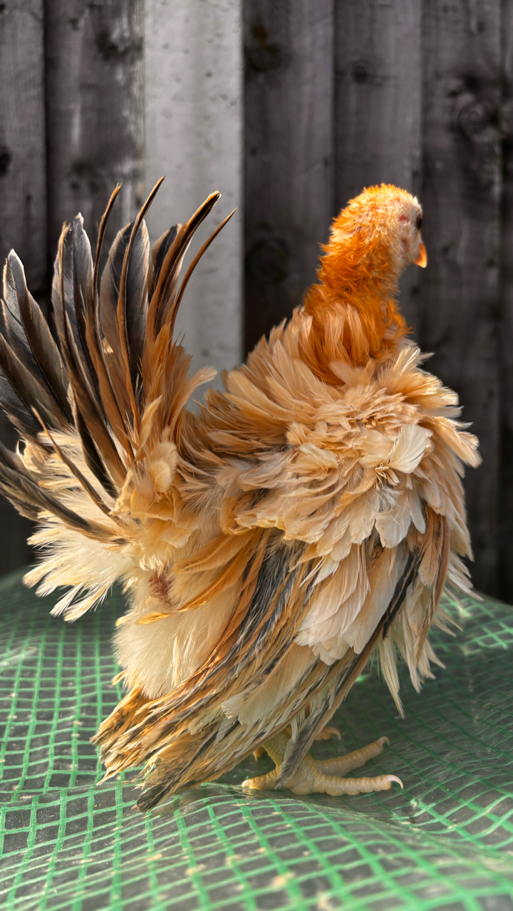 Mini Serama Hatching eggs x6 4