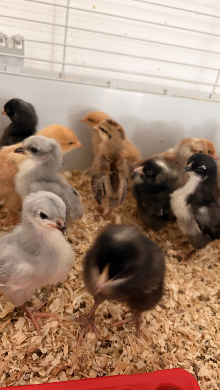 Pure Breed Day Old Chicks 6