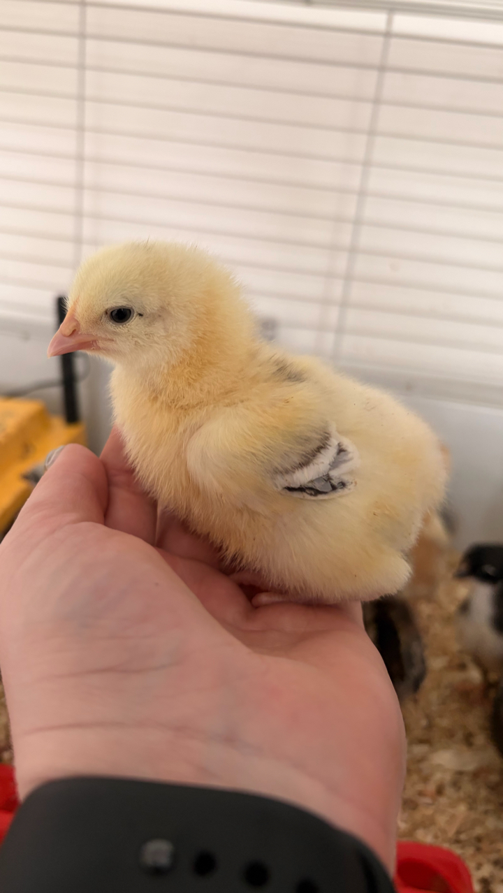 Pure Breed Day Old Chicks 2