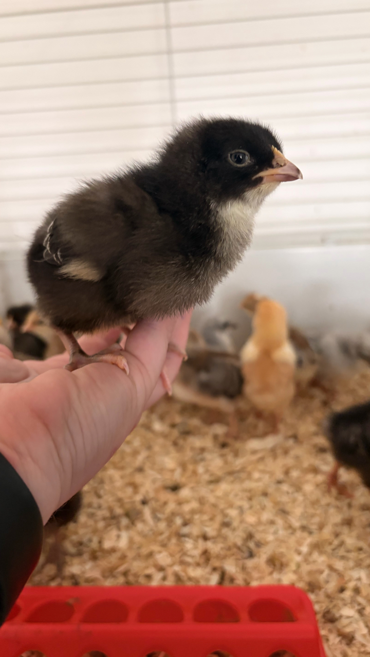 Pure Breed Day Old Chicks 3