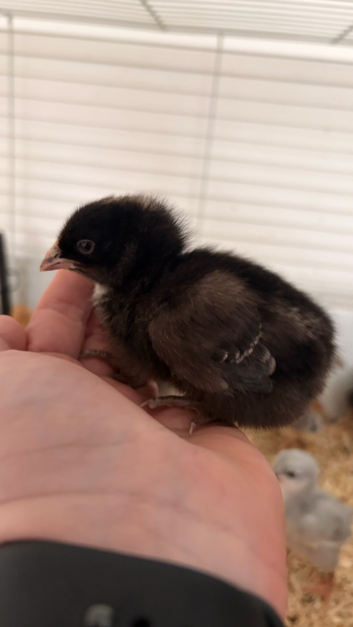 Pure Breed Day Old Chicks 5