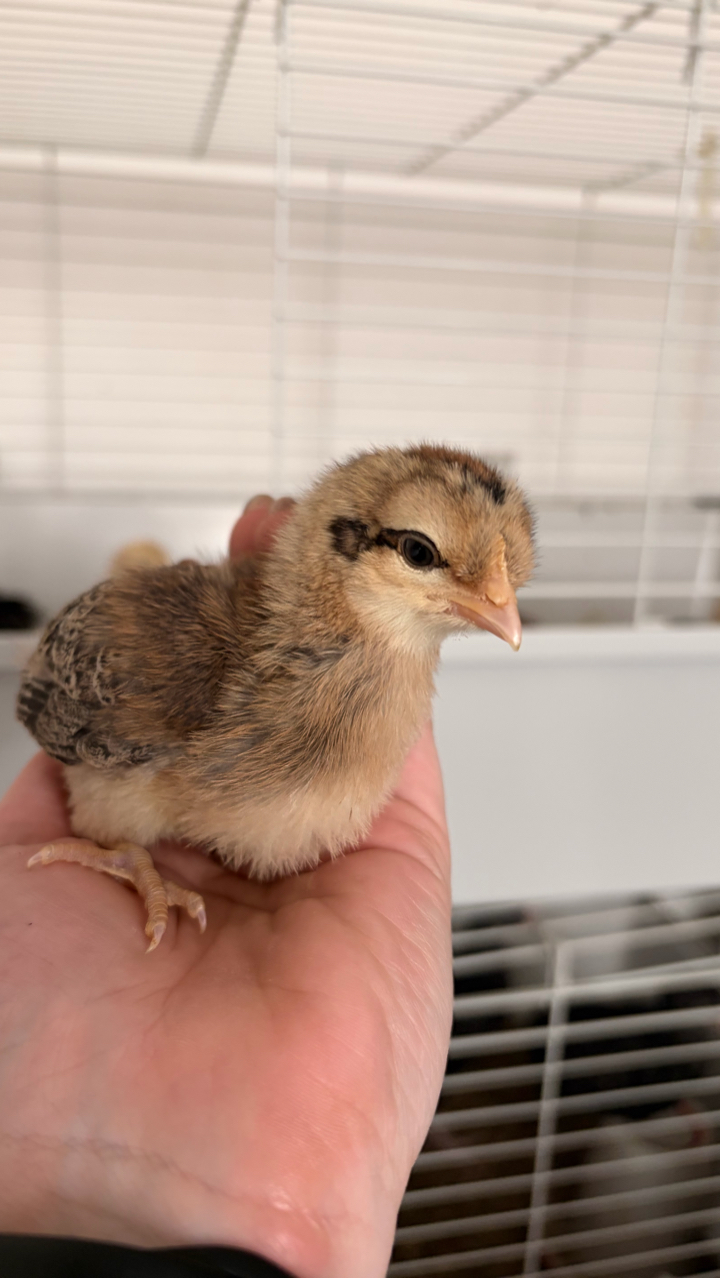 Pure Breed Day Old Chicks