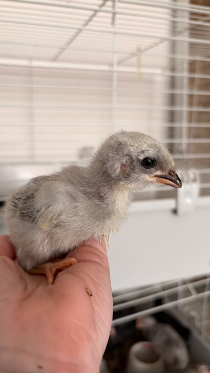 Pure Breed Day Old Chicks 4