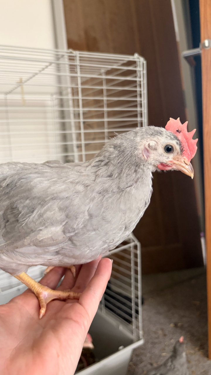Lavender Leghorn Growers 6