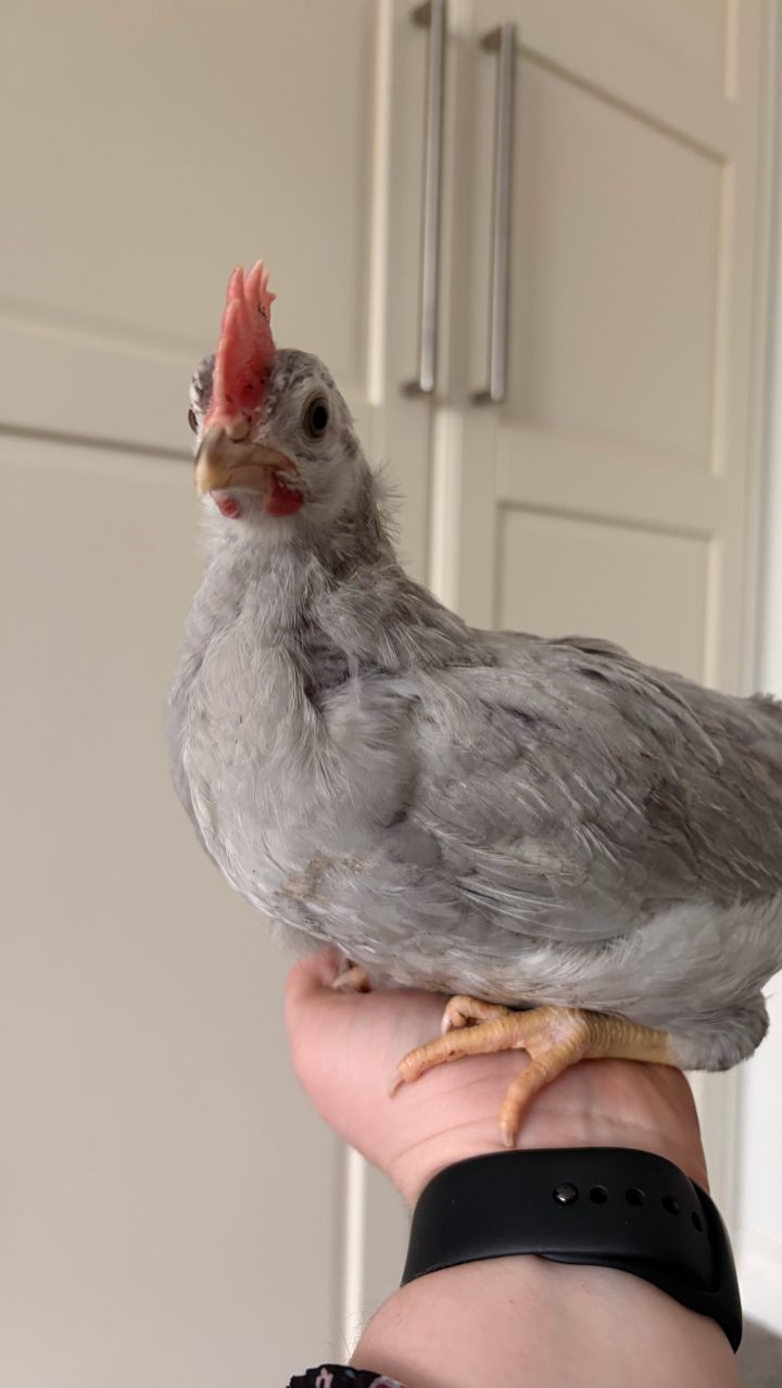 Lavender Leghorn Growers 4