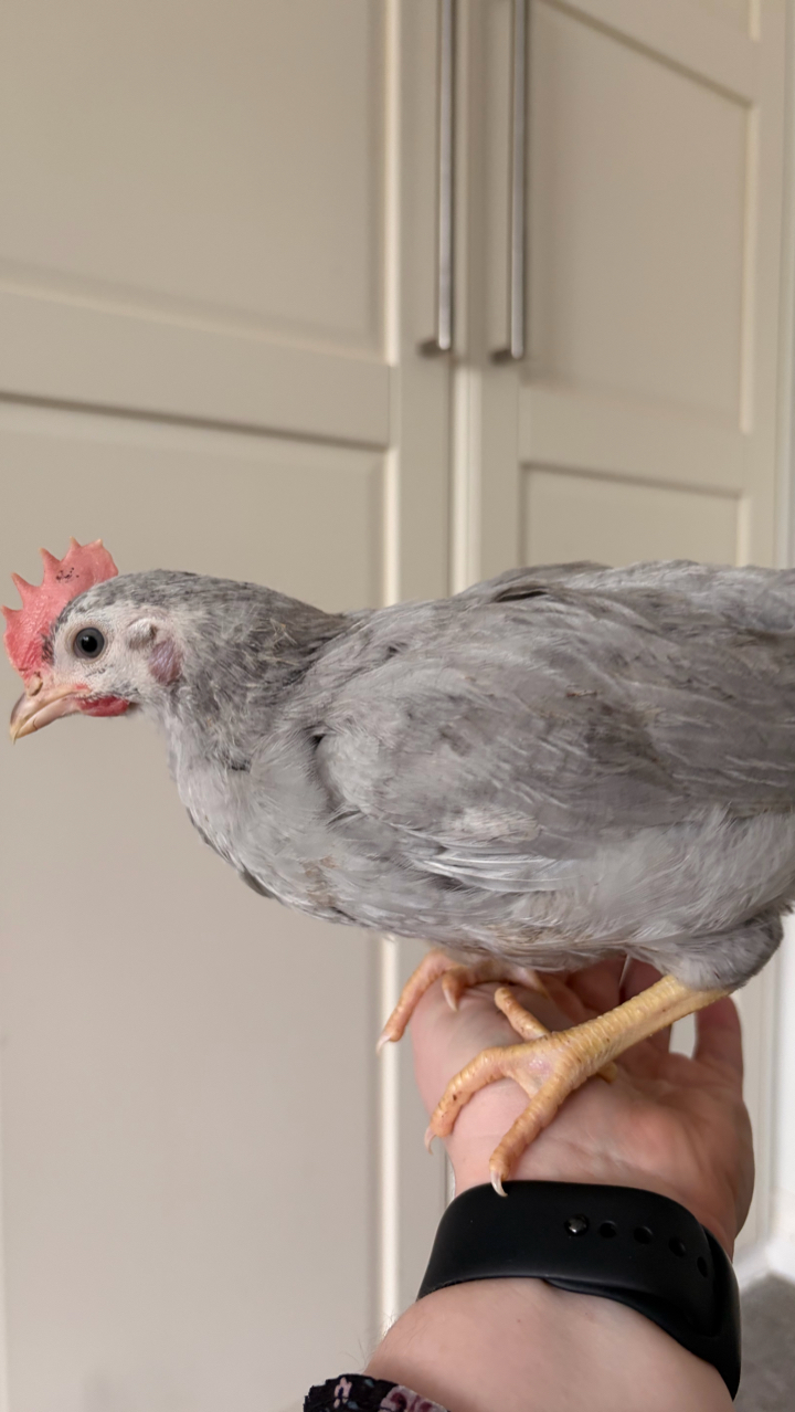 Lavender Leghorn Growers 5