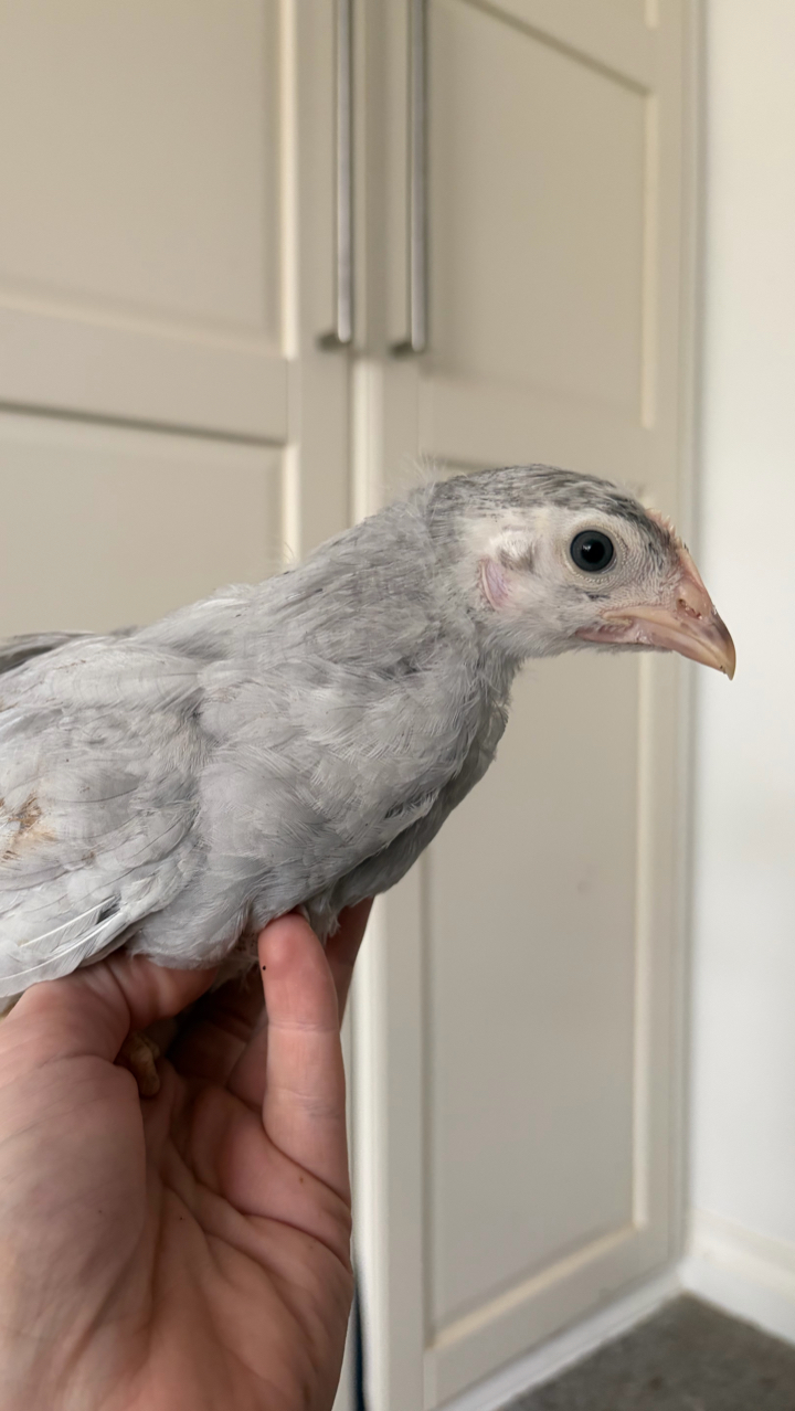 Lavender Leghorn Growers 3