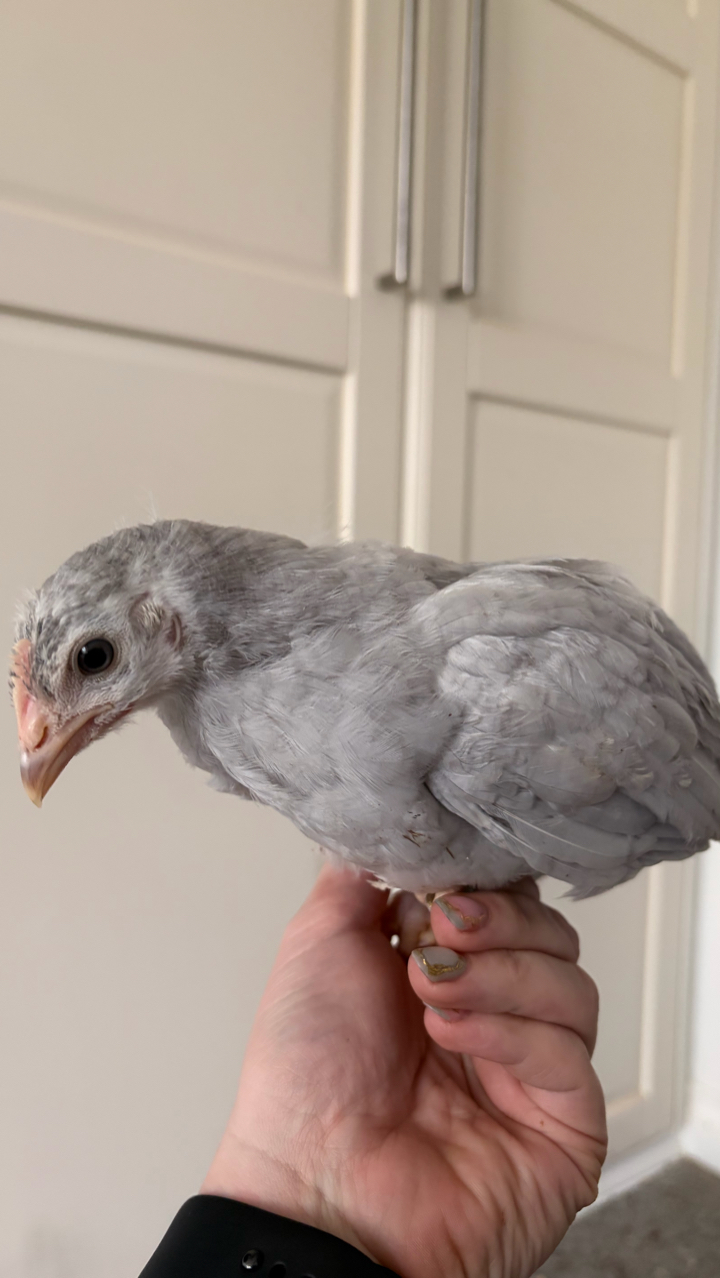 Lavender Leghorn Growers 2