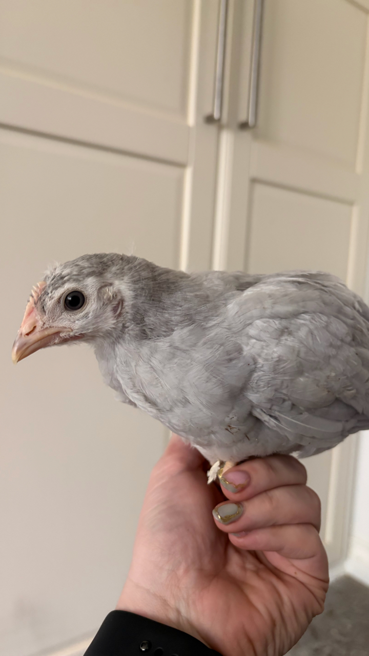Lavender Leghorn Growers