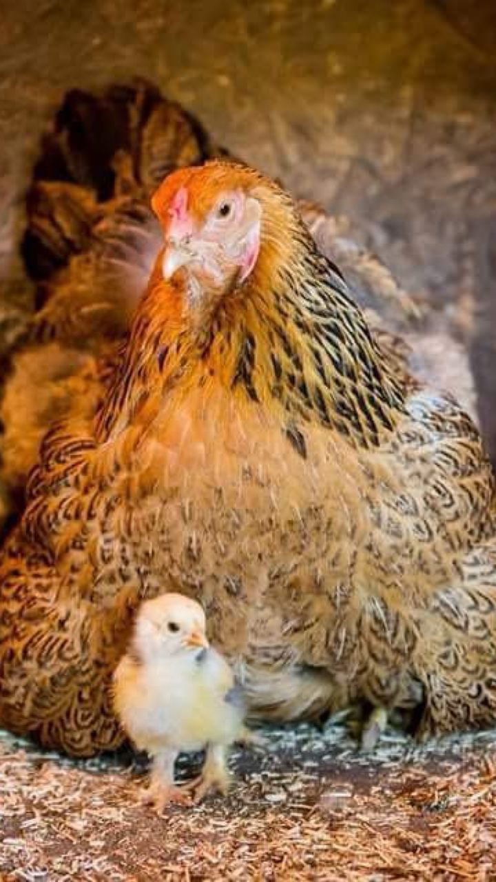 Show quality Brahma hatching eggs x12 3