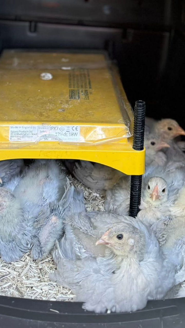 Giant Brahma Hatching eggs Fertility guarantee ! 8