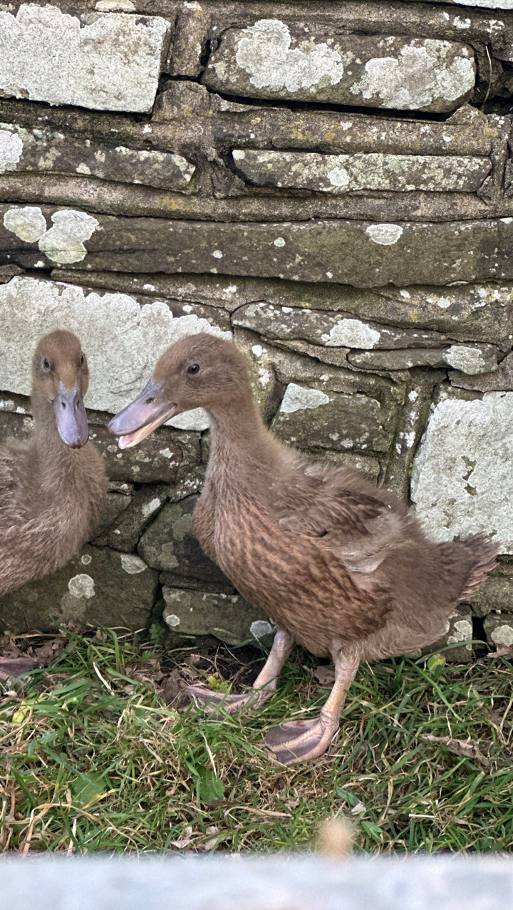 khaki Campbell Ducklings