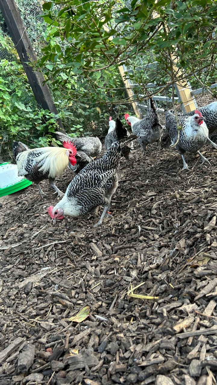X6 rare breed silver campine hatching eggs 2