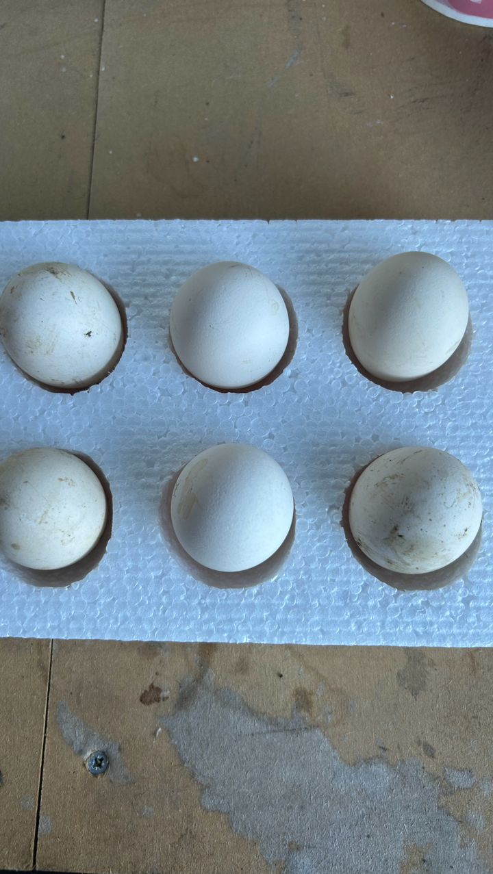 X6 rare breed silver campine hatching eggs