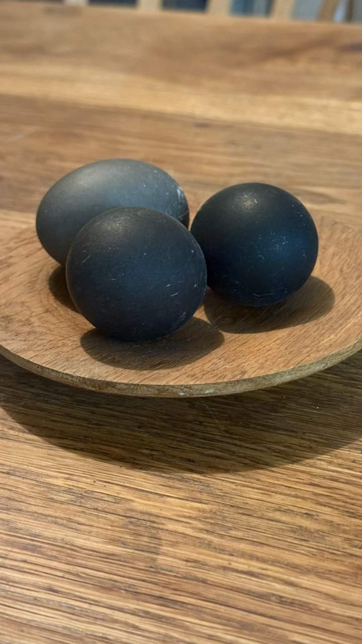 Cayuga x silver Swedish duck