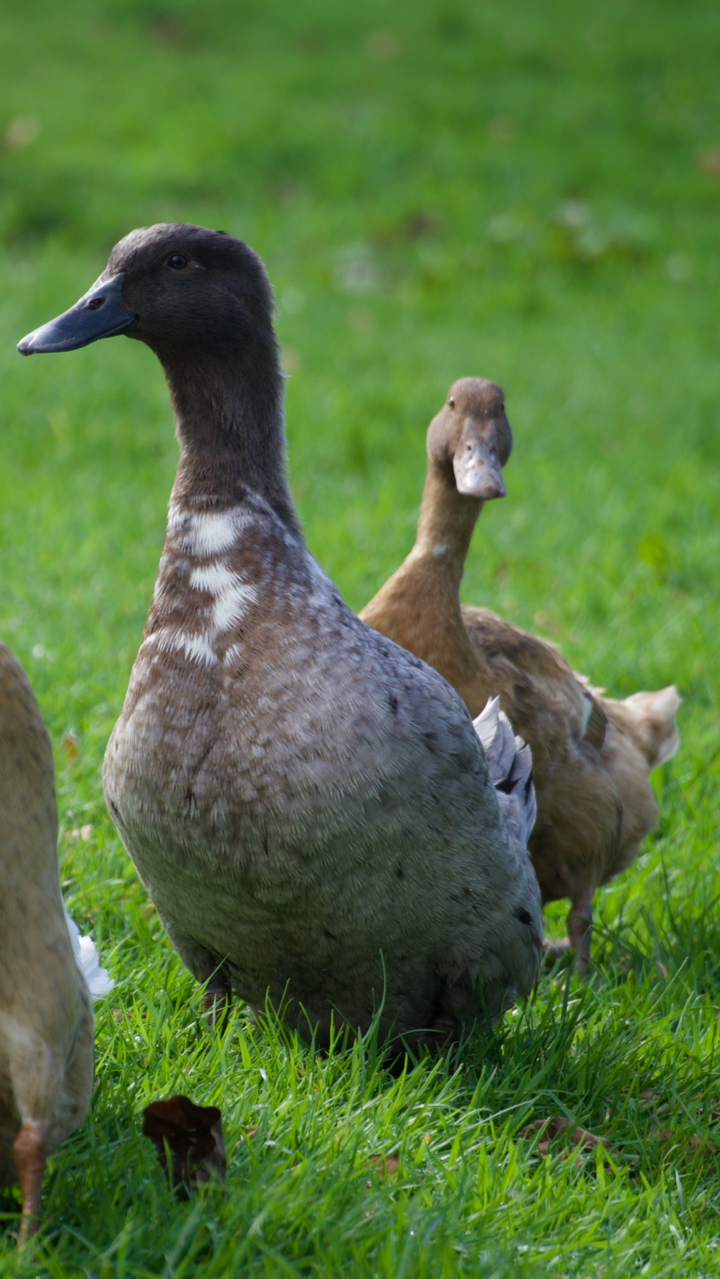 Cayuga x silver Swedish duck 2