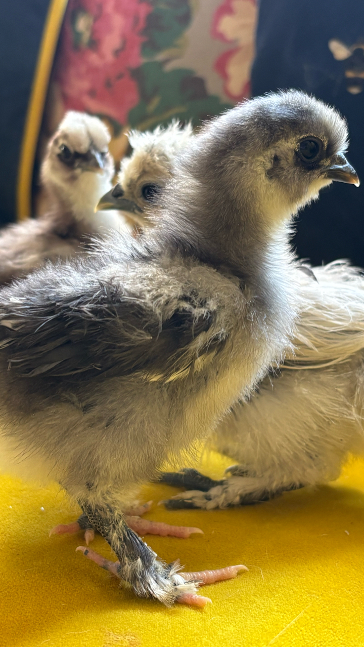 USA Silkie Hens and Chicks 9
