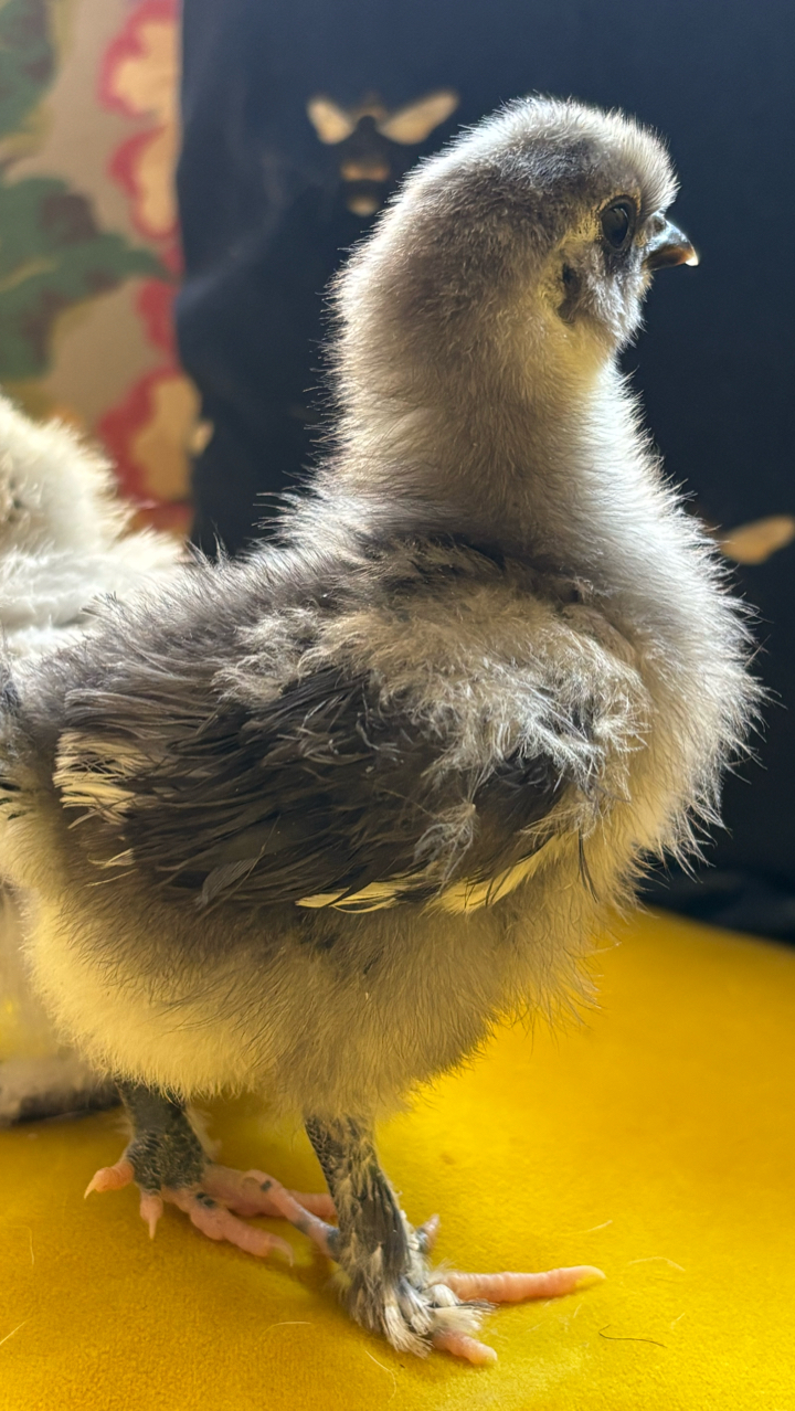 USA Silkie Hens and Chicks 8