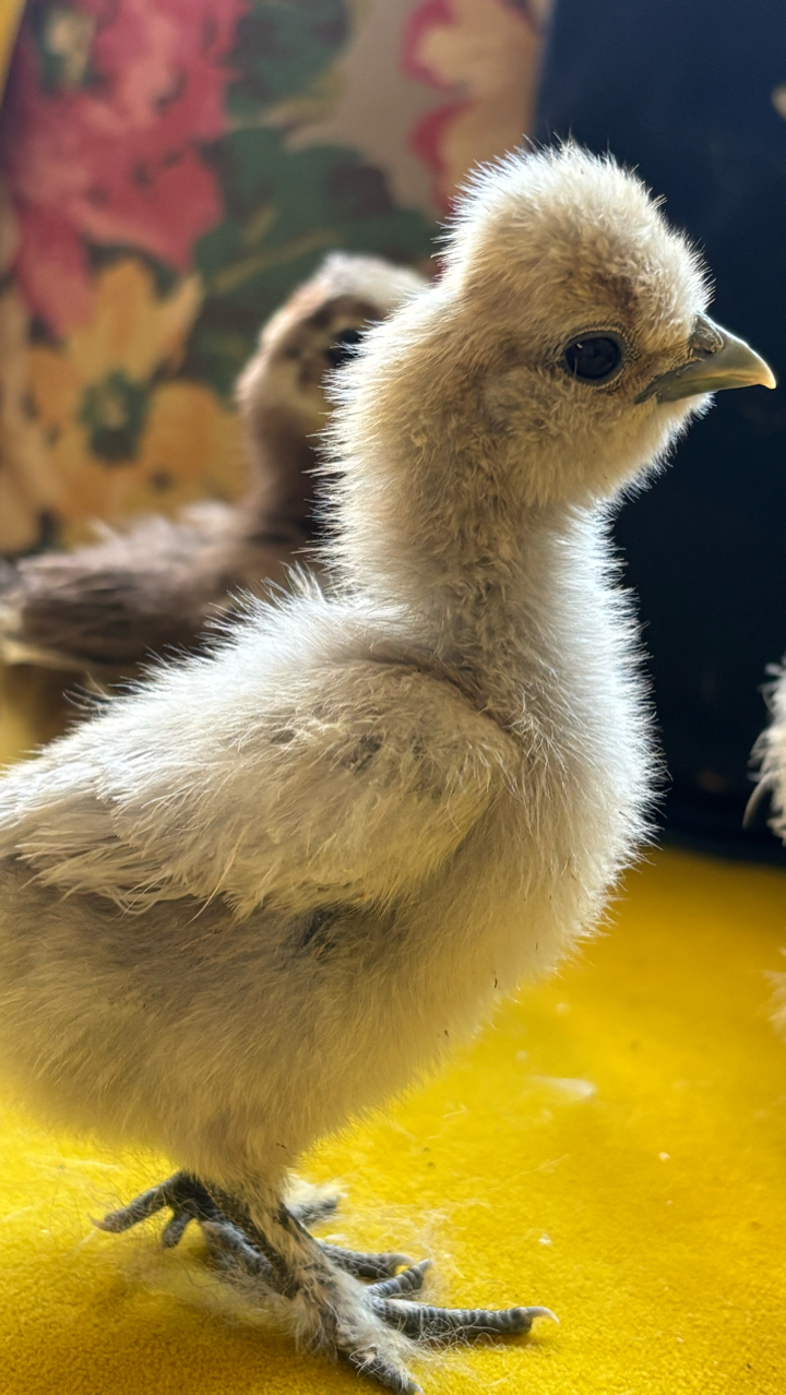 USA Silkie Hens and Chicks 10