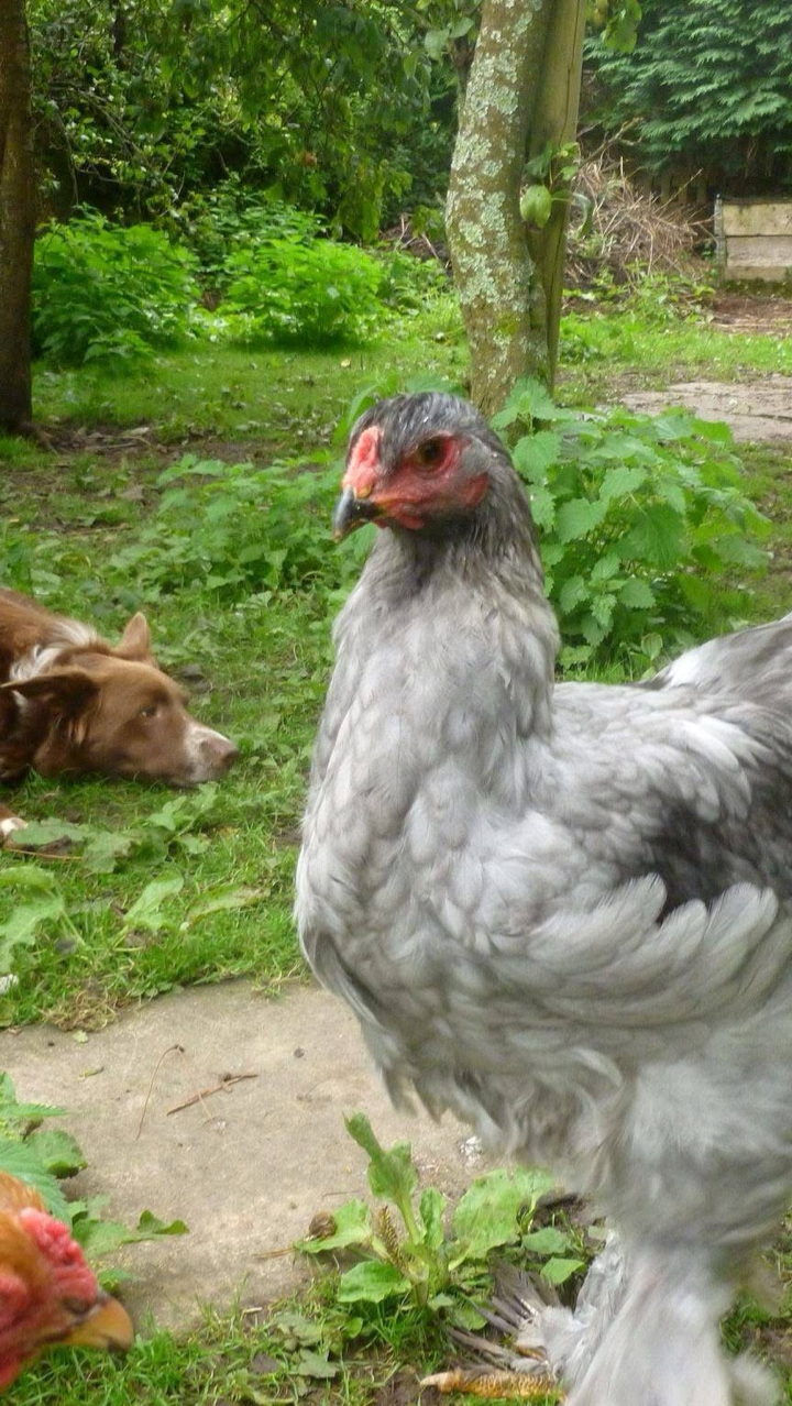 Giant Brahma Hatching eggs Fertility guarantee ! 6