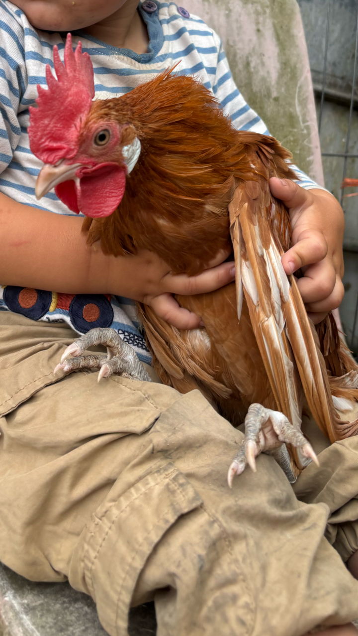 Friesian Cockerel Looking for Home 2