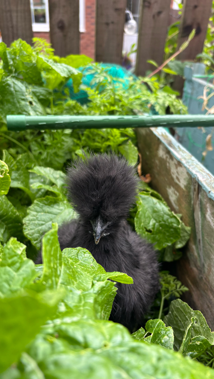 USA Silkie Hens and Chicks 7