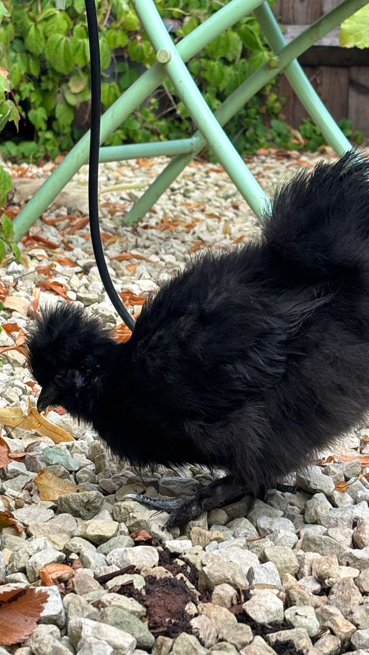 USA Silkie Hens and Chicks 6