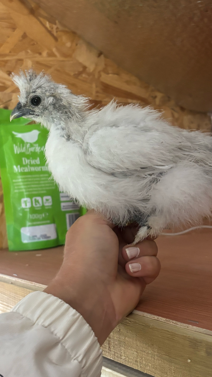 USA Silkie Hens and Chicks 5