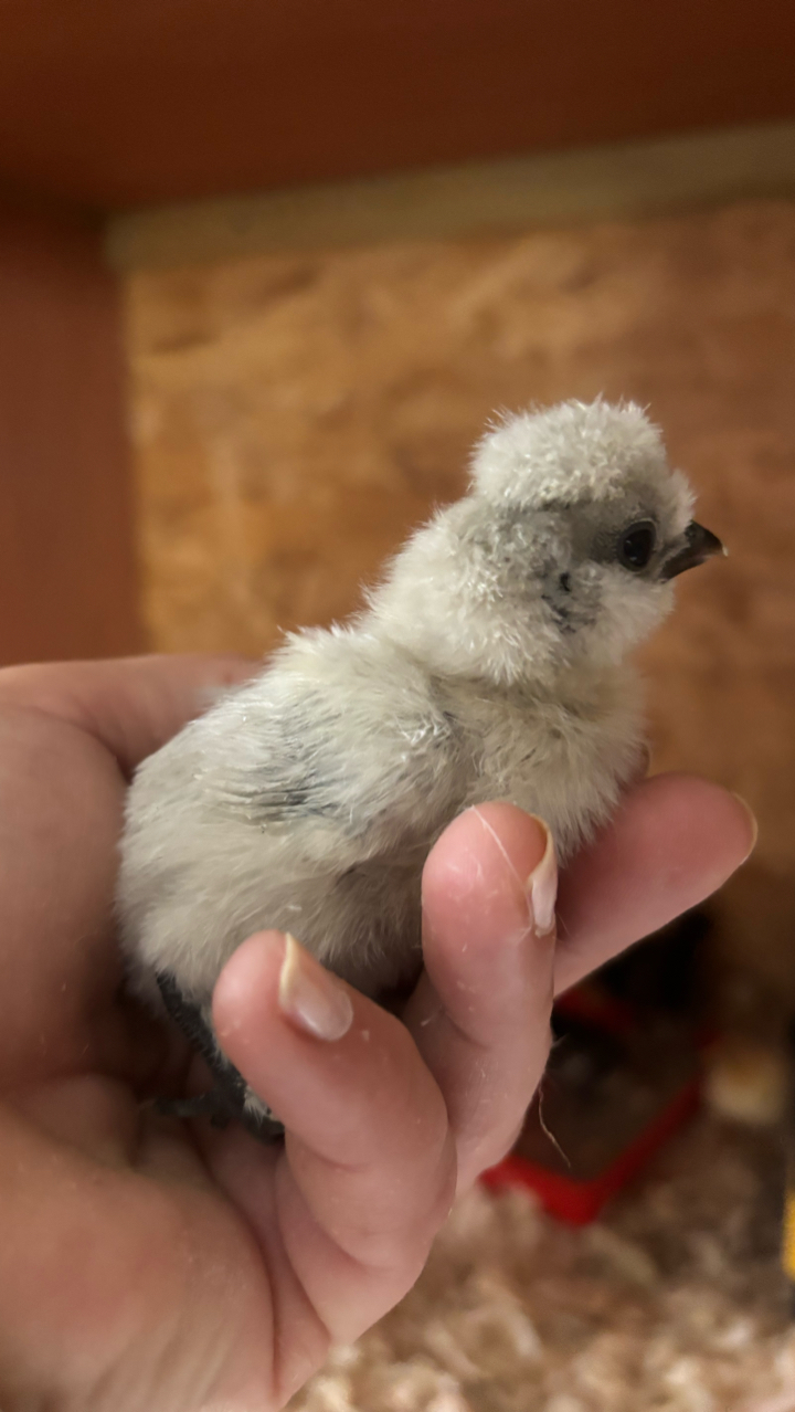 USA Silkie Hens and Chicks 4