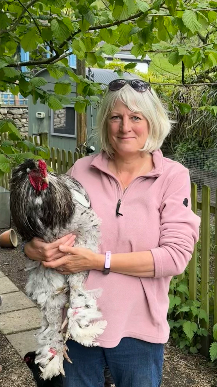 Giant Brahma Hatching eggs Fertility guarantee ! 2
