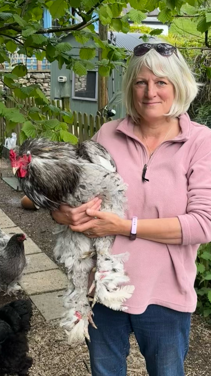 Show quality Brahma hatching eggs x12 2