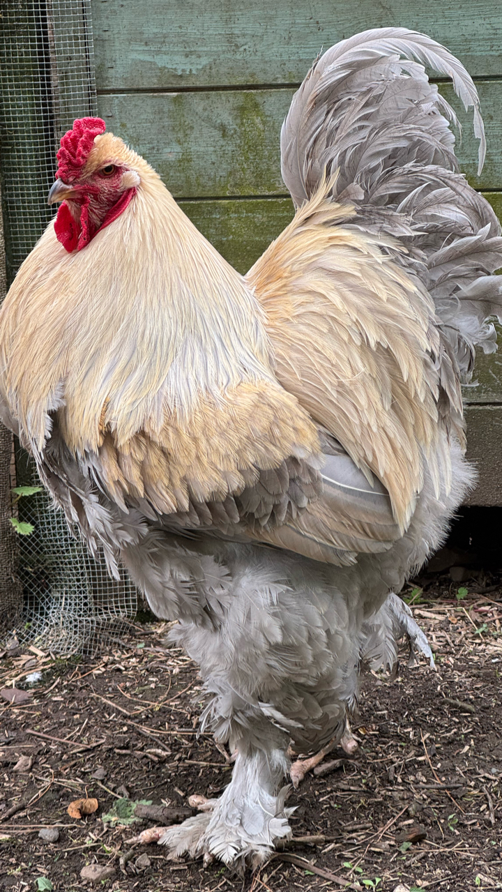 Show quality Brahma hatching eggs x12 6