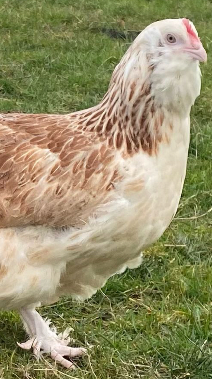 Salmon Faverolle Pullets