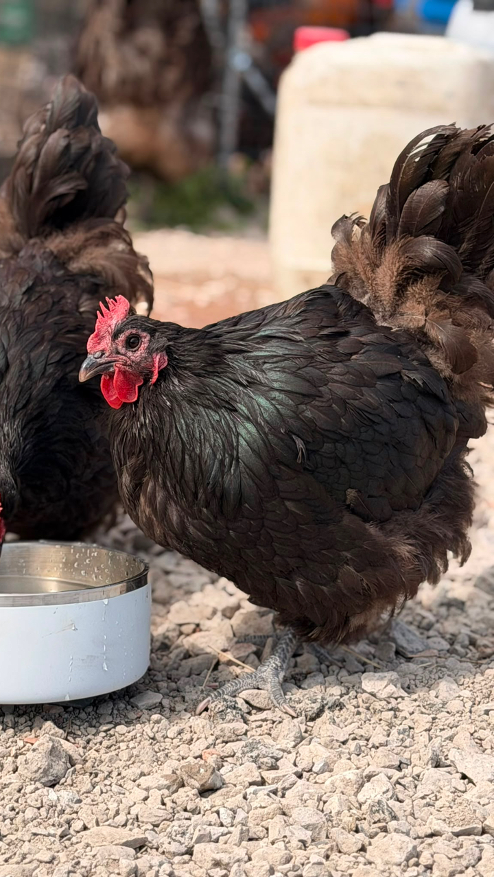 Black Orpington’s hatching eggs