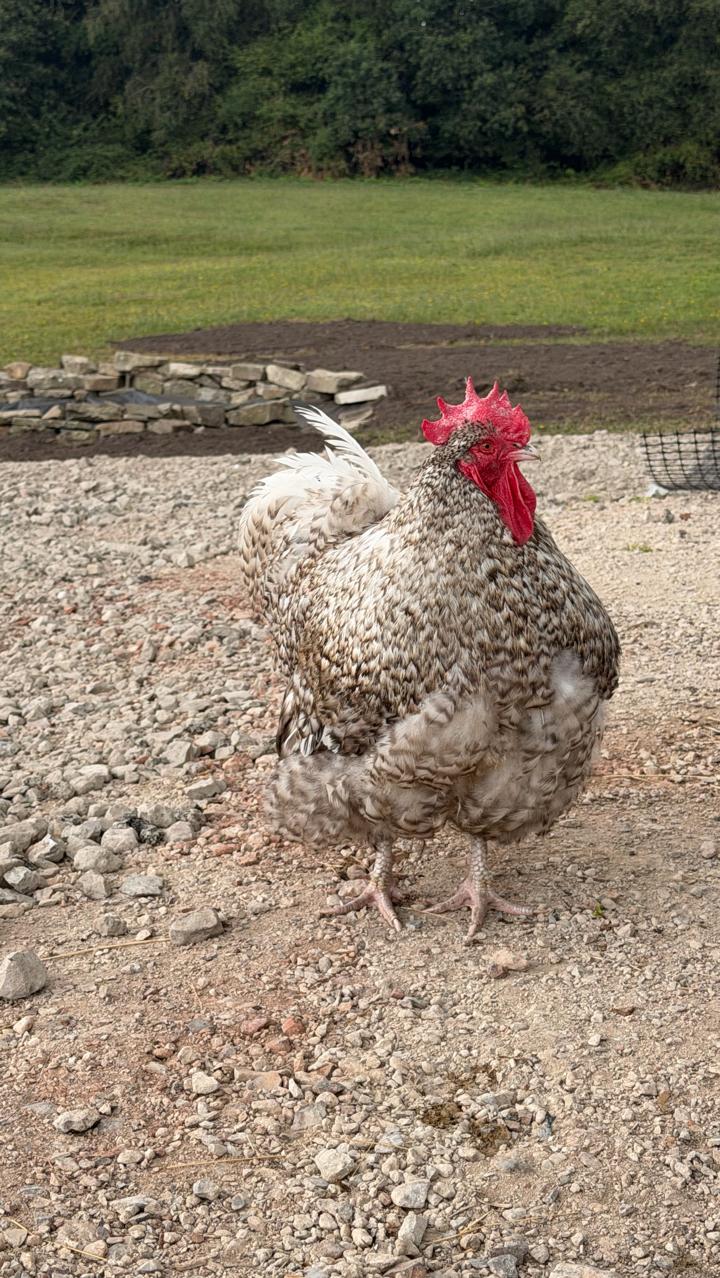 Cuckoo Maran 2
