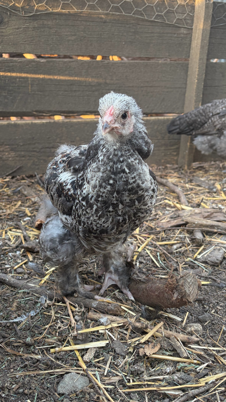 Brahma cockrels
