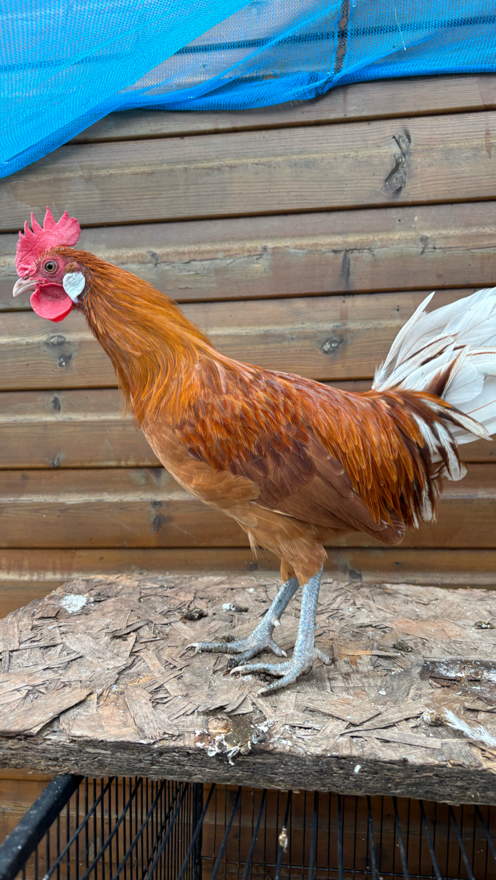 Friesian Cockerel Looking for Home