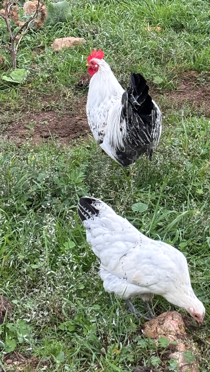 Pekin Cockerel 2