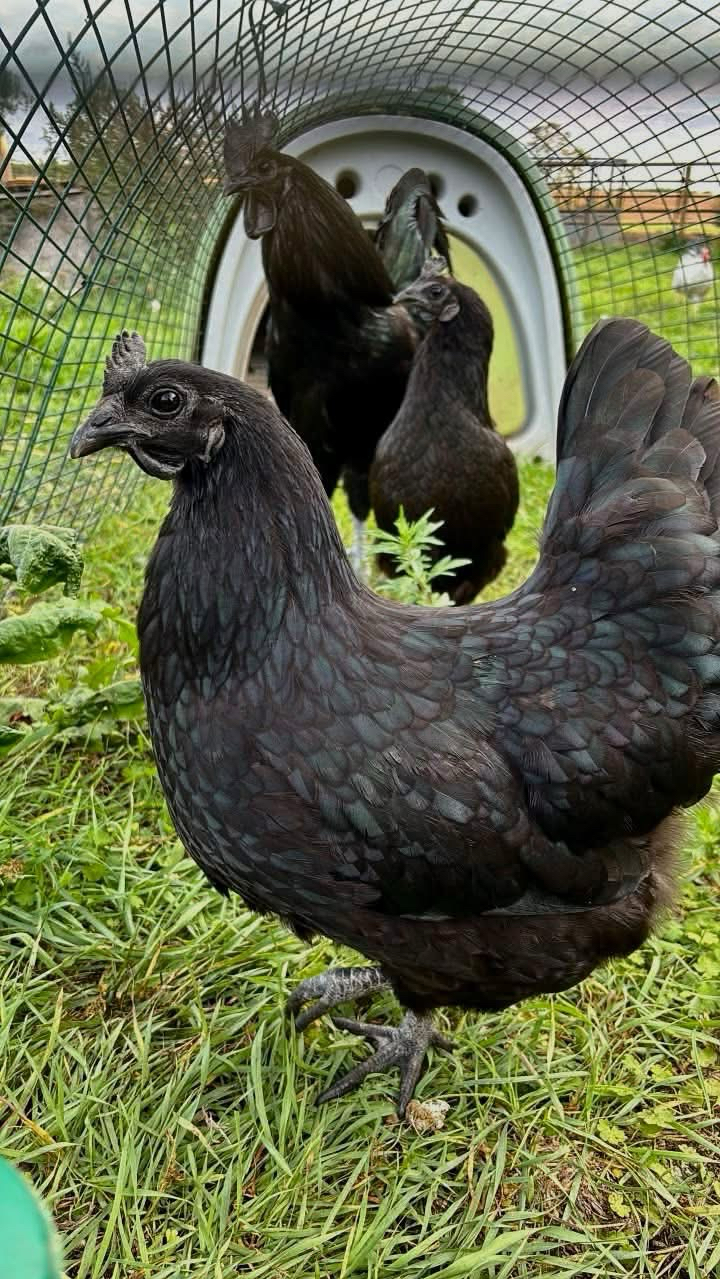 Ayam Cemani Hatching Eggs