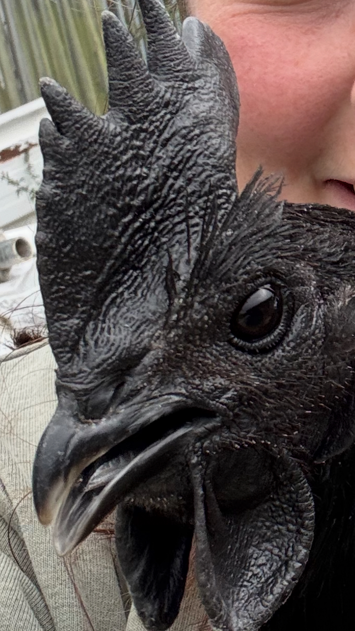 Ayam Cemani Hatching Eggs 2