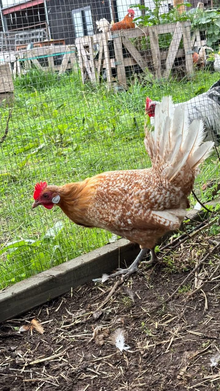 Friesian Hatching Eggs 2