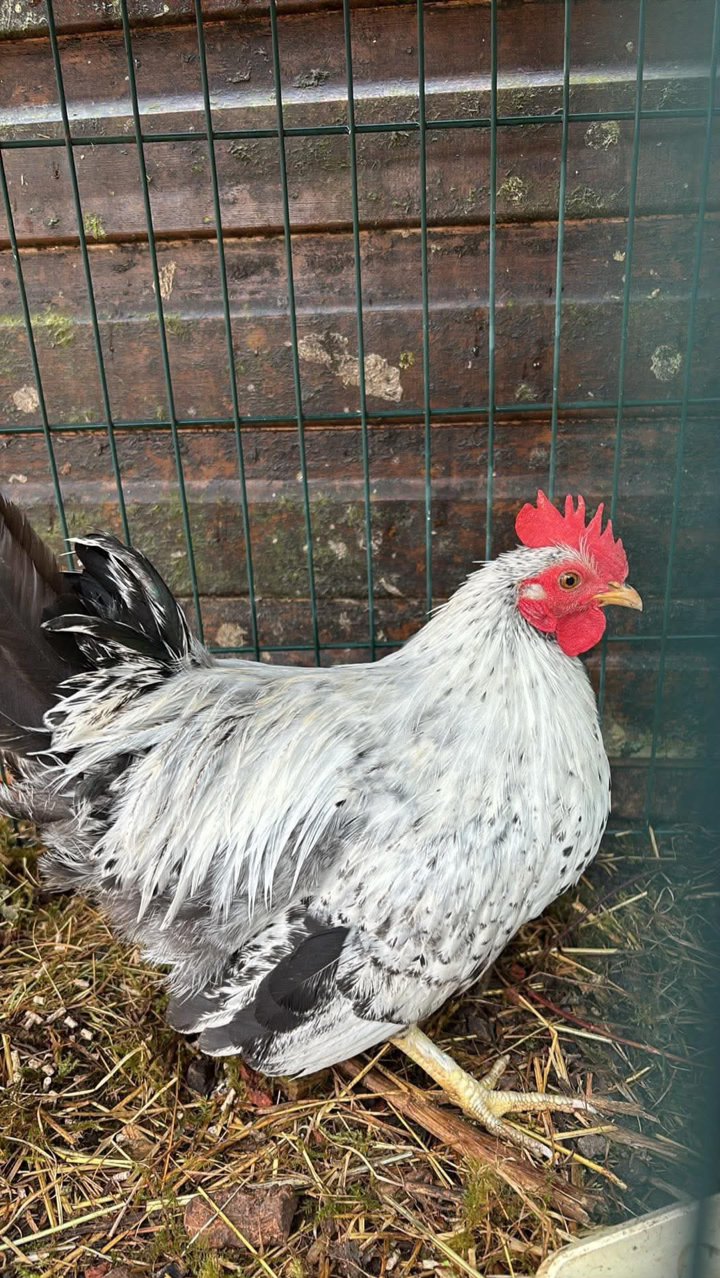 Pekin Cockerel