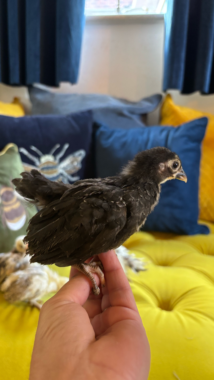 Mini Serama Hatching eggs x6 5