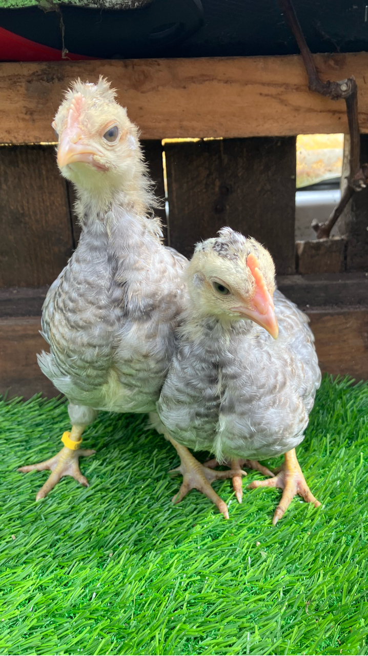 cream crested legbar cockerels