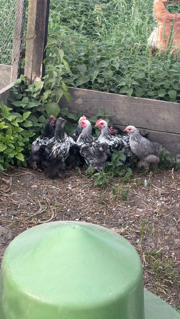 pekin hatching eggs 2